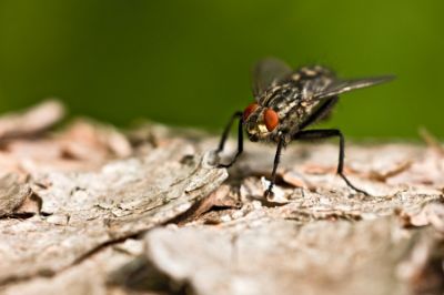 How to Combat Fly Strike